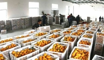 湖北丹江口市27万多吨丰收柑橘基本销售完毕_新农网
